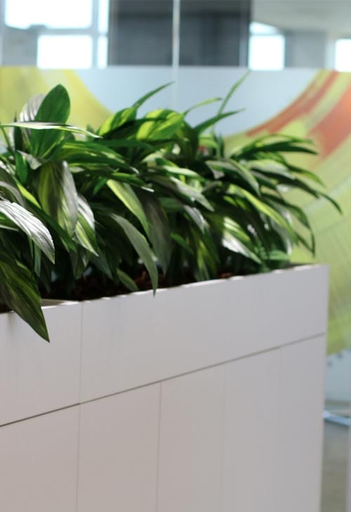 office-plant Strategic Group Office